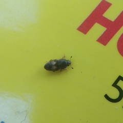 Carpophilus hemipterus