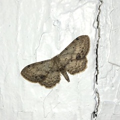 Idaea dimidiata