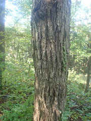 Ulmus thomasii