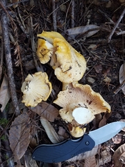 Cantharellus cascadensis