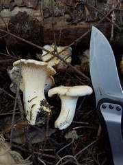 Cantharellus subalbidus