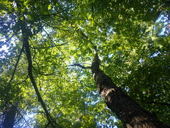 Ulmus thomasii