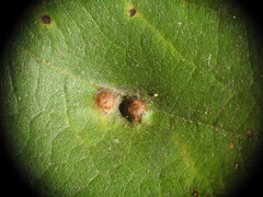 Neuroterus quercusverrucarum