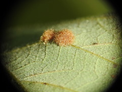 Neuroterus quercusverrucarum