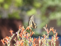 Heraclides cresphontes