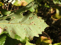 Neuroterus quercusverrucarum