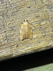 Cenopis diluticostana