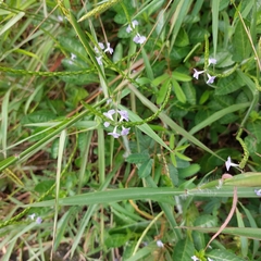 Verbena officinalis