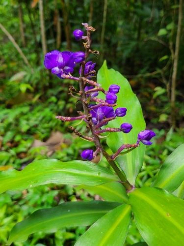 Dichorisandra thyrsiflora
