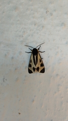 Dysschema centenaria