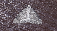 Nepytia canosaria