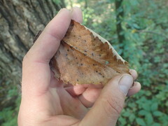Ulmus thomasii