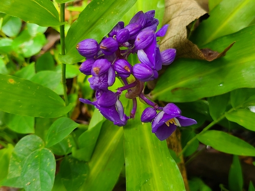 Dichorisandra thyrsiflora