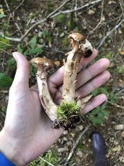 Armillaria