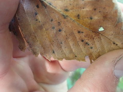Ulmus thomasii