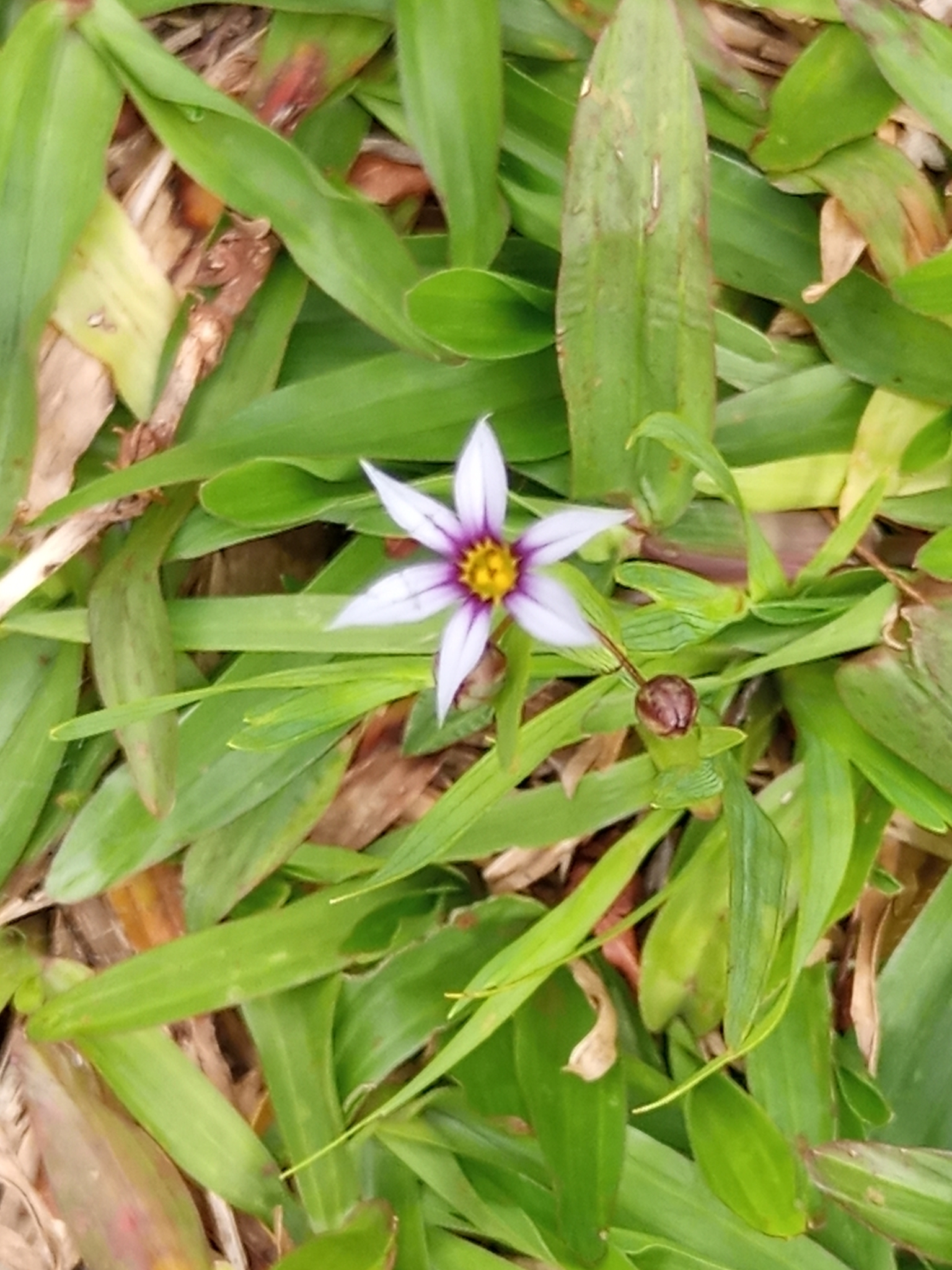 Sisyrinchium micranthum