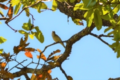Vireo