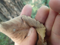 Ulmus thomasii