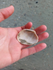 Venerupis largillierti