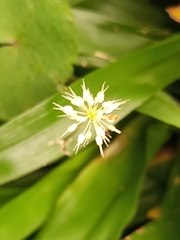 Hydrocotyle leucocephala