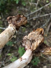 Armillaria