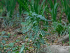 Poaceae
