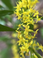 Solidago curtisii