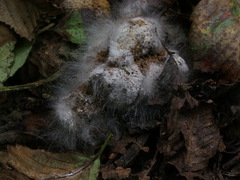Phycomyces