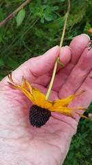 Rudbeckia