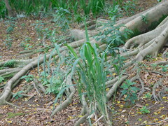 Poaceae