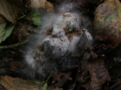 Phycomyces
