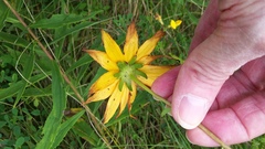 Rudbeckia