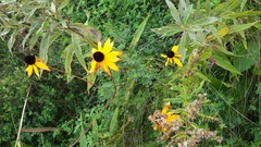 Rudbeckia