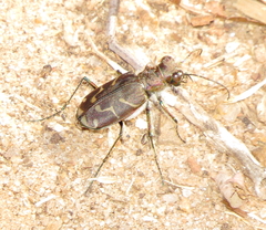Cicindela tranquebarica