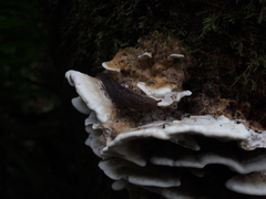 Prophysaon andersonii