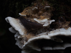 Prophysaon andersonii