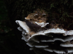 Prophysaon andersonii
