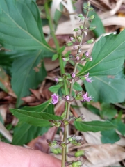 Ocimum