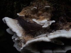 Prophysaon andersonii