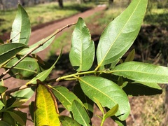 Cinnamomum oliveri