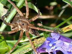Dolomedes vittatus