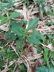 Ocimum