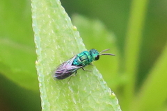 Caenochrysis