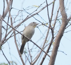 Piranga roseogularis