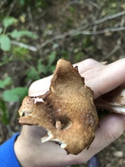 Armillaria