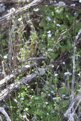 Mimophytum alienoides