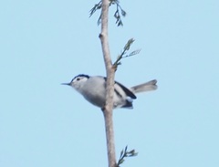Polioptila bilineata