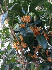 Osmanthus fragrans aurantiacus