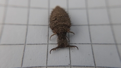 Distoleon tetragrammicus