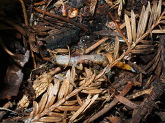 Ensatina eschscholtzii